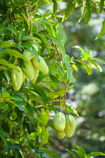 Mango hanging on the mango tree with leaf background in summer fruit garden orchard, young raw green mango fruit