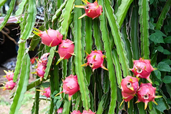 Dragon Fruit Dragon Fruit Tree Waiting Harvest Agriculture Farm Asian — Stock Photo, Image