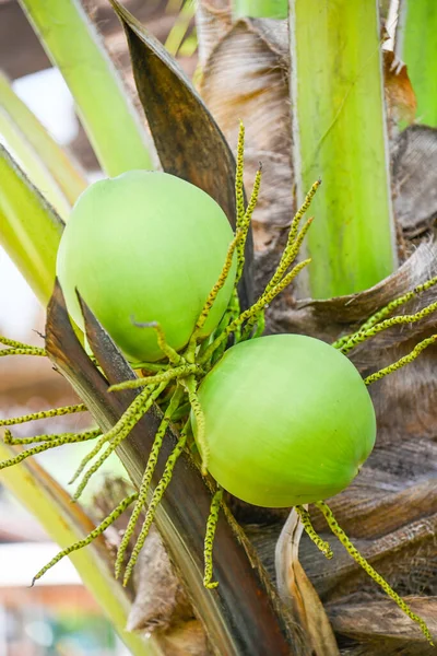 Young coconut fruit on the coconut tree,  fresh green coconut palm tree tropical fruit on plant in the garden on summer