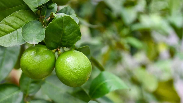 Gröna Lime Ett Träd Färsk Lime Citrusfrukt Hög Vitamin Trädgården — Stockfoto