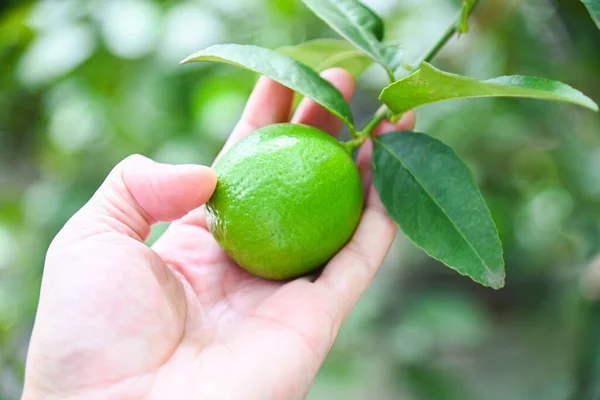 Limoen Een Boom Met Plukhand Verse Citrusvruchten Tuin Boerderij Landbouw — Stockfoto