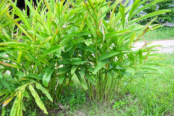 Galangal Tree Plantation Green Leaves Summer Vegetable Garden Food Herb — Stockfoto