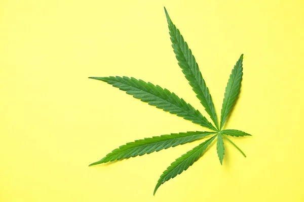 Cannabis Leaf Yellow Background Cannabis Hemp Leaves Marijuana Leaf Plant — Stockfoto