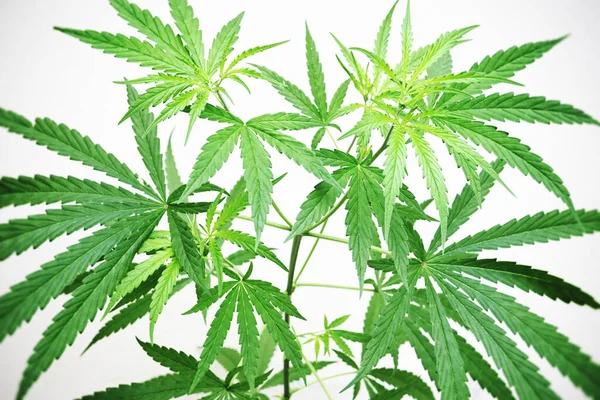 Hemp Leaves Marijuana Seed Tree Grows Thc Cbd Herbs Food — Foto Stock