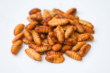 Gri arka planda pupa, ipek solucanları kızartma - besin böceği solucanı için kızarmış pupa 