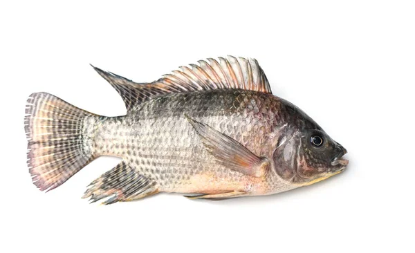 Tilapia Isolerad Vit Bakgrund Färsk Tilapia Fisk Från Tilapia Gården — Stockfoto