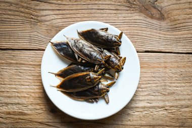 Beyaz tabakta dev su böceği, su böceği Lethocerus indicus - Belostomatidae