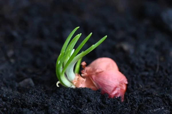 Shallot grow on soil ground in pot, plants grow organic garden, Onions are ready to grow planted shallot on ground