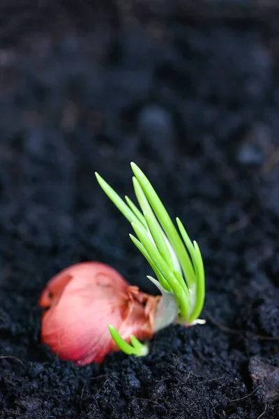 Shallot grow on soil ground in pot, plants grow organic garden, Onions are ready to grow planted shallot on ground