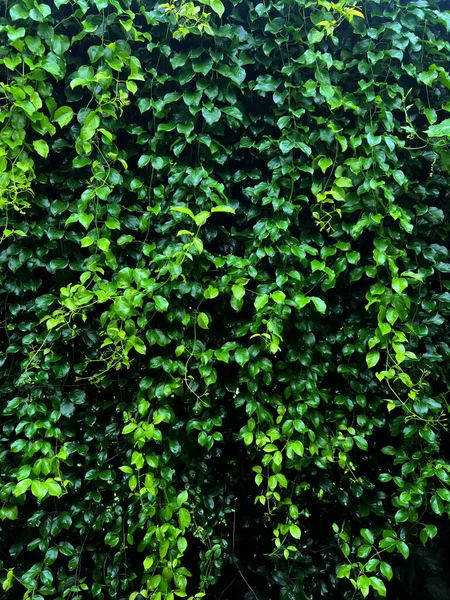 緑豊かな植物の壁 壁の葉の上の様々な植物の森の庭様々なシダの葉ジャングルのヤシと花が庭の熱帯雨林の背景に飾る — ストック写真