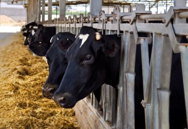 inek cowshed