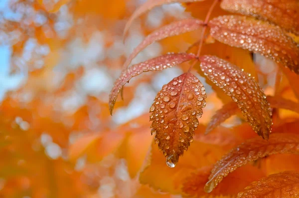 Gocce di pioggia sulle foglie — Foto Stock