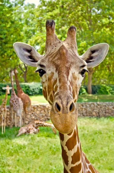 Porträtt av en giraff som tittar rakt på kameran. — Stockfoto