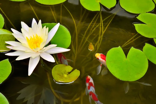 Vijver met witte waterlily en koi vis. — Stockfoto