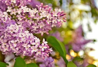 çiçek açan leylaklar.