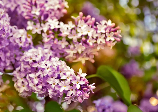 盛开的丁香花. — 图库照片