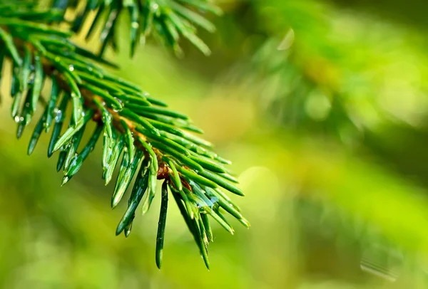 Coniferous twig with raindrops. — Stock Photo, Image