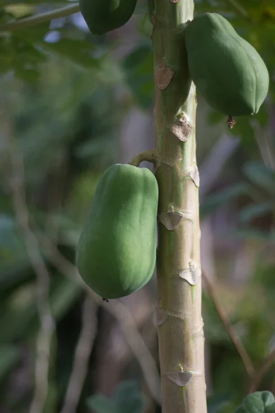 Papaya — Fotografie, imagine de stoc