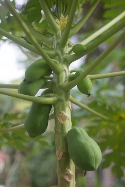 Papaya — Stock Photo, Image