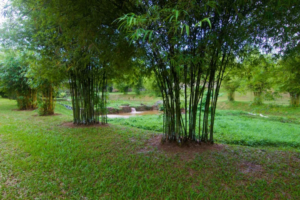 Bambusový strom — Stock fotografie