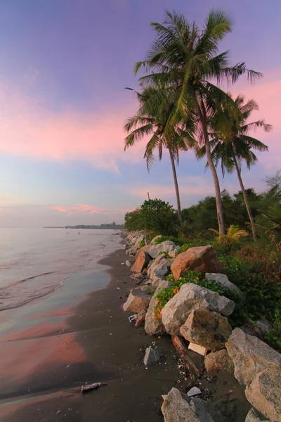 Coconut tree at seaside — Stock Photo, Image