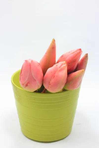 Flores de gengibre em vaso verde isolado em fundo branco — Fotografia de Stock