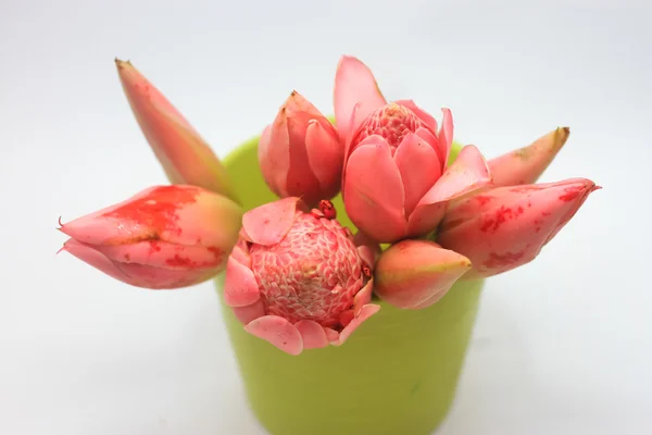 Flores de gengibre em vaso verde isolado em fundo branco — Fotografia de Stock