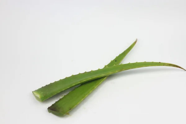 beyaz arkaplanda izole edilmiş aloe vera yaprağı