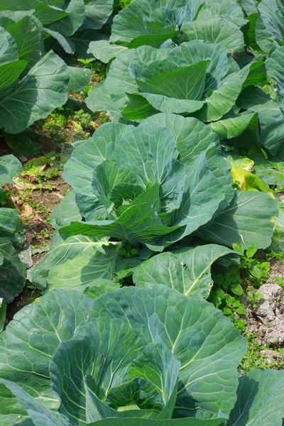 Cabbage — Stock Photo, Image