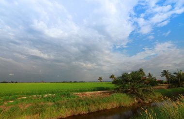 Çeltik alan Malezya, güzel sahne