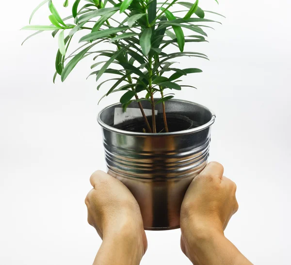 Mão segurando uma pequena planta em vaso — Fotografia de Stock