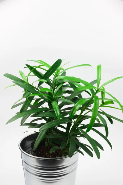 Small plant with white background — Stock Photo, Image
