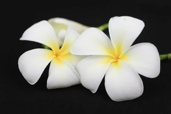 Weiße Blumen auf schwarzem Hintergrund — Stockfoto