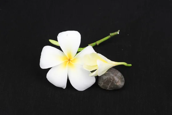 Белые цветы на черном фоне — стоковое фото