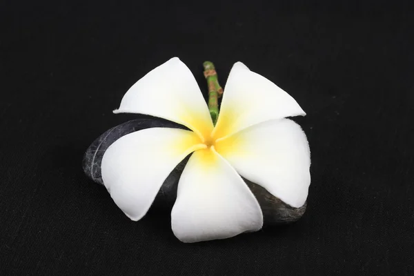 Siyah arkaplanda beyaz çiçekler — Stok fotoğraf
