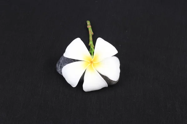 Weiße Blumen auf schwarzem Hintergrund — Stockfoto