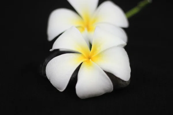 Flores brancas sobre fundo preto — Fotografia de Stock