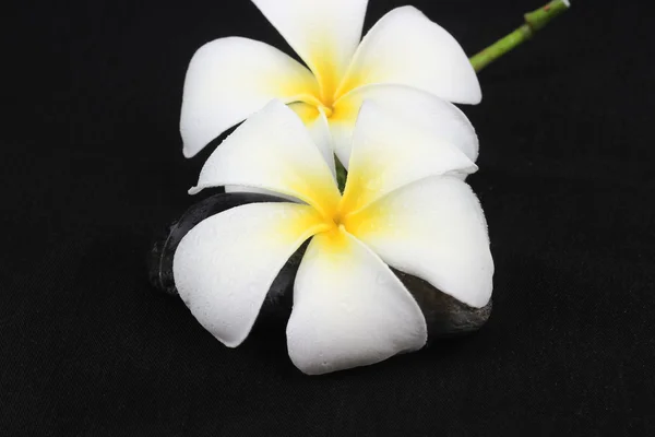 Flores brancas sobre fundo preto — Fotografia de Stock