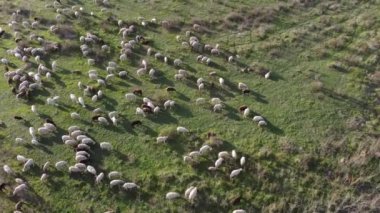Doğa Yeşil Çayırı 'nda otlayan koyunların havadan görünüşü. Güzel Kırsal Manzara