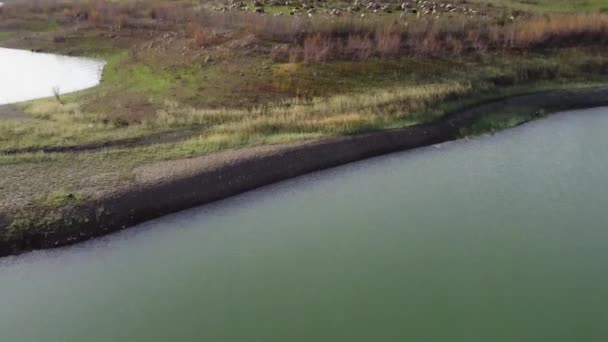 Vista aerea di pecore al pascolo sulla natura prato verde. Bellissimo paesaggio rurale — Video Stock
