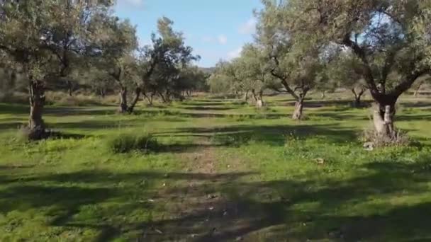 Volando entre olivos. video de vuelo de drones en el aire — Vídeos de Stock