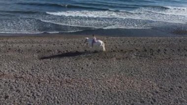 Genç ve güzel bir kadın plajda zarif beyaz bir ata biniyor. 