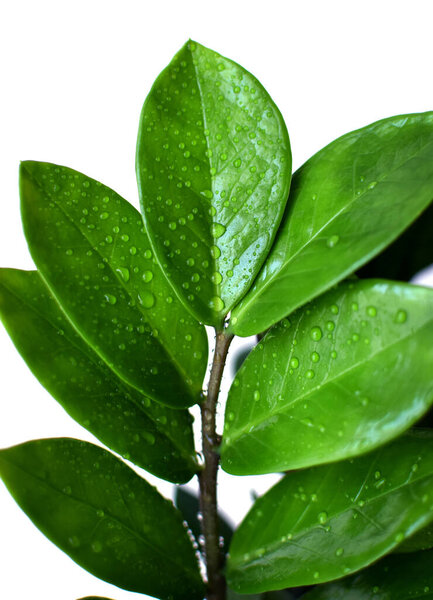 Green branch of zamiokulkas with water drops close-up on a white background. Zamioculcas zamiifolia. ZZ plant, Zuzu plant. Modern indoor plants zamioculcas