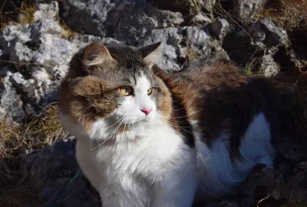 Hermoso Gato Kurilian Bobtail Camina Por Bosque Mascota Retrato Cerca — Foto de Stock