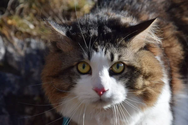 Beau Chat Kurilian Bobtail Promène Dans Forêt Portrait Animal Compagnie — Photo