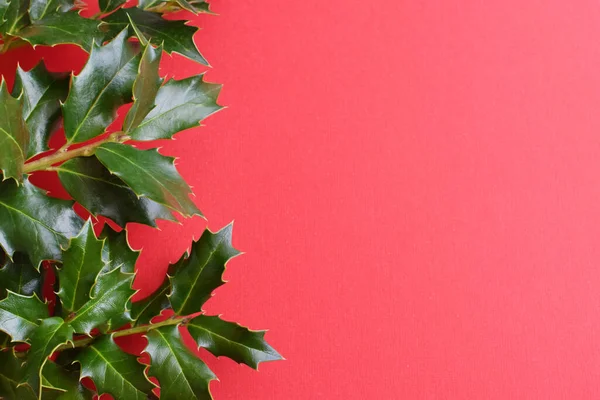 Decorazione Natalizia Sfondo Rami Verdi Bacche Agrifoglio Sfondo Rosso Posa — Foto Stock