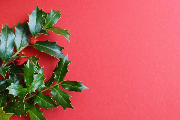 Hintergrund Der Weihnachtsdekoration Grüne Zweige Der Stechpalme Auf Rotem Hintergrund — Stockfoto