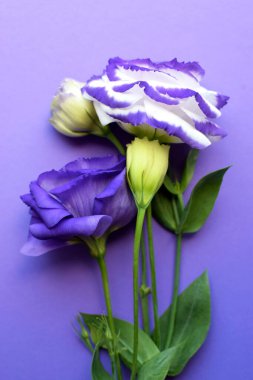 Yeşil yapraklarla dolu güzel mor ve beyaz Eustoma çiçekleri (lisianthus). Mor arka planda bir buket çiçek..