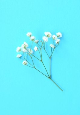 Mavi arka planda güzel beyaz çigila çiçekleri. 