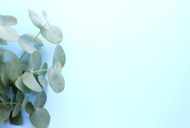 Yumuşak mavi zemin üzerinde okaliptüs dalları düz, üst manzara. Çiçek arka planı